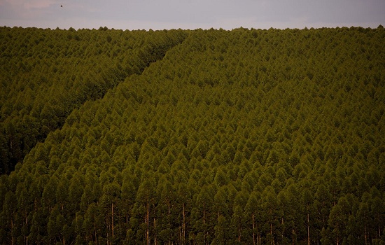 Florestas plantadas no Brasil ocuparam 9