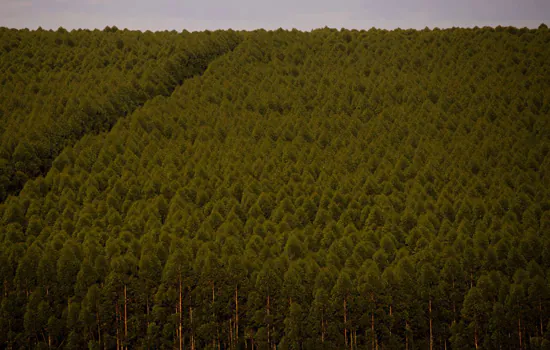 Florestas plantadas no Brasil somam 9