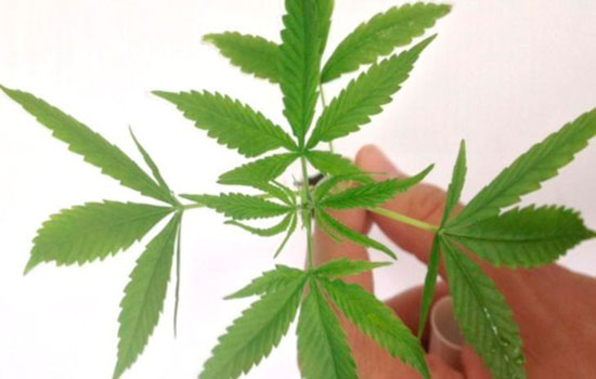 Pacientes estão demandando uso medicinal da cannabis