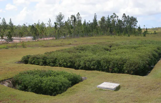 Dia da Árvore: Ford reforça seu compromisso com a preservação ambiental