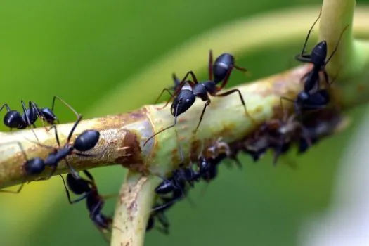 Estudo com formigas revela efeitos do pasto na diversidade amazônica