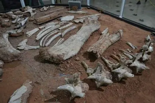 Fósseis achados há 24 anos em SP são de espécie inédita de dinossauro no Brasil