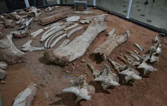 Fósseis achados há 24 anos em SP são de espécie inédita de dinossauro no Brasil