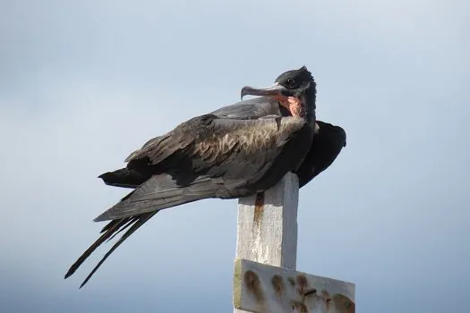 Restauração florestal da Ilha de Trindade busca salvar fragatas raras