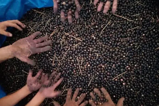 Fundação Florestal vai comprar sementes de Palmeira-Juçara para cultivo na Mata Atlântica