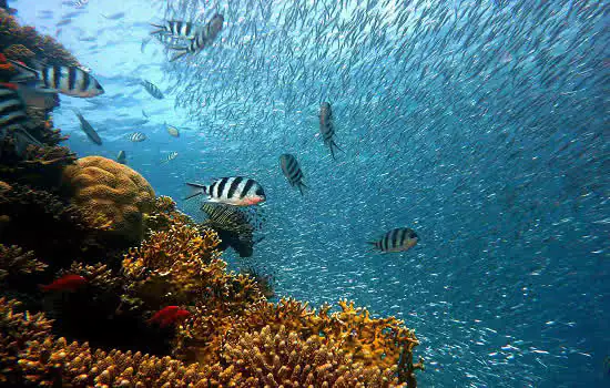 Década do Oceano lembra importância da sociedade para reverter ciclo de degradação