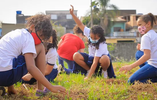 Formigas-de-embaúba leva educação ambiental crítica às escolas públicas