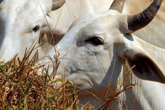 Marcação de animais a ferro quente pode ser proibida