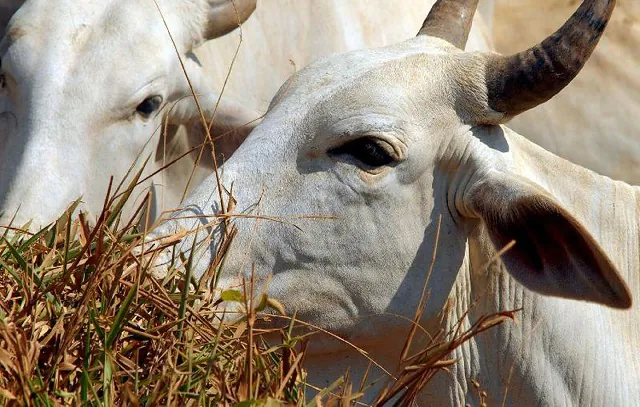 Marcação de animais a ferro quente pode ser proibida