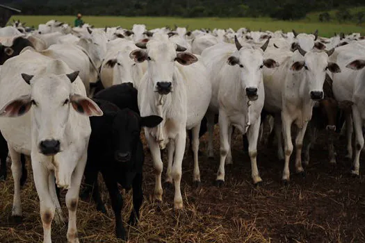 Por falta de matéria-prima, frigoríficos do MT podem fechar