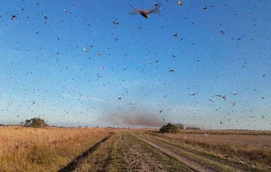 Ministério da Agricultura tem plano para acompanhar nuvem de gafanhotos_x000D_