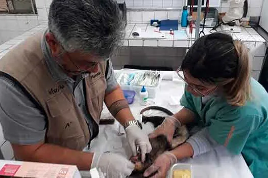 Semasa resgata três gambás na Vila Luzita e no Recreio da Borda do Campo