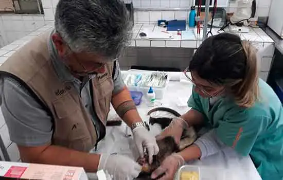 Semasa resgata três gambás na Vila Luzita e no Recreio da Borda do Campo