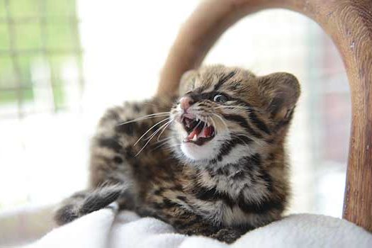 Zoológico de São Bernardo acolhe filhote de gato do mato resgatado pela Polícia Ambiental