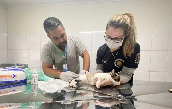 Equipe Ambiental e CCZ de Ribeirão Pires salvam gata