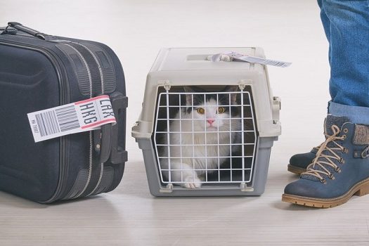 Cuidados que devem ser observados ao levar um pet para viajar de avião