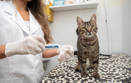 Dores em gatos: saiba como identificar