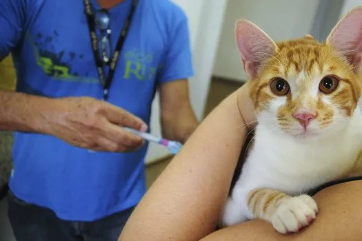 Avenida Paulista recebe intervenção digital para conscientizar sobre cuidados com os gatos