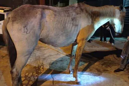 GCM de Ribeirão Pires prende homem por maltratar cavalo