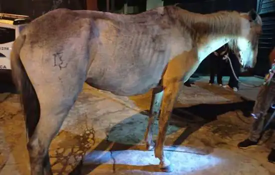 GCM de Ribeirão Pires prende homem por maltratar cavalo