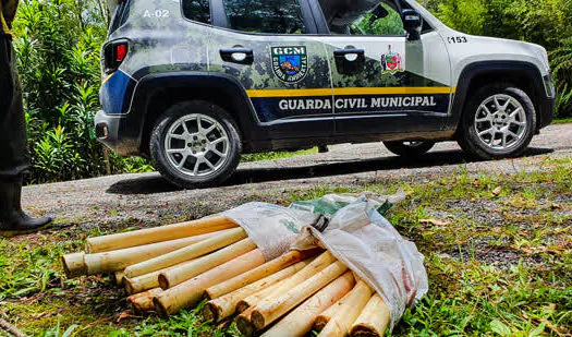 Em São Bernardo, Guarda Ambiental acaba com extração irregular de palmito