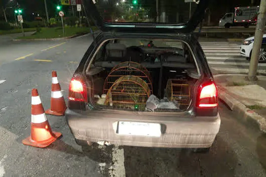 GCM de São Bernardo detém dupla por posse ilegal de aves silvestres