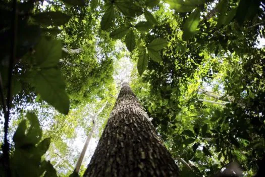 Manaus sedia primeira edição da Glocal Amazônia