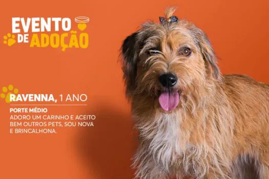 Golden Square Shopping terá evento de adoção pet mensal