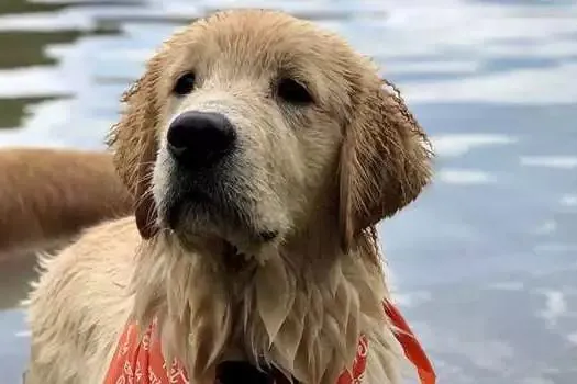 Trisul e Cobasi inauguram Pet Park público na Vila Madalena em ação de cobranding