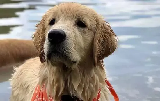 Trisul e Cobasi inauguram Pet Park público na Vila Madalena em ação de cobranding