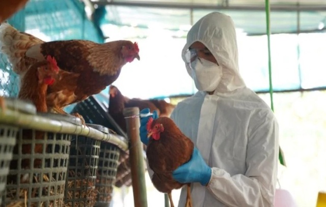 Ministério da Agricultura instala centro de operações de emergência para gripe aviária