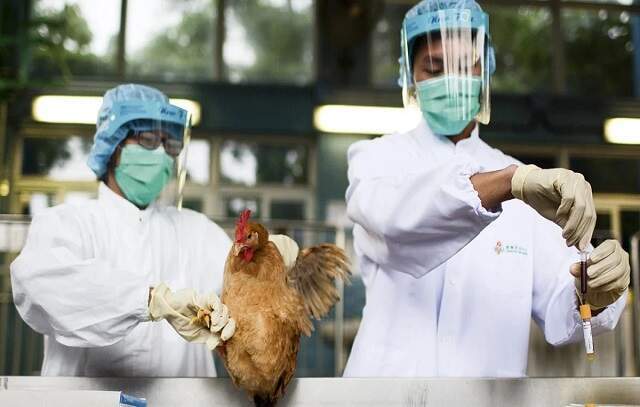 Gripe aviária: Agricultura confirma mais um caso em ave silvestre; total sobe para 68