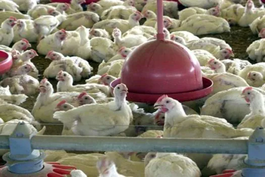 Gripe aviária: Agricultura confirma mais dois casos em aves silvestres