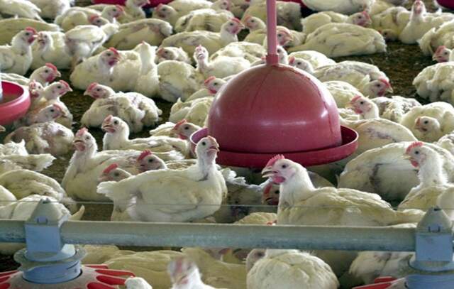 Gripe aviária: Agricultura confirma mais um caso em ave silvestre; total sobe para 80