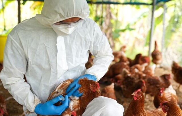 Rio registra o primeiro caso de gripe aviária; no Estado