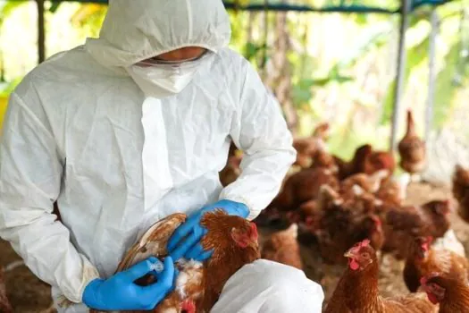 Agricultura confirma mais 5 casos de gripe aviária em aves silvestres no Brasil