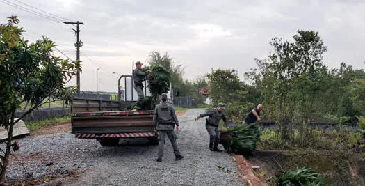 Guarda Ambiental de São Bernardo flagra extração proibida de folhas de Guaricana