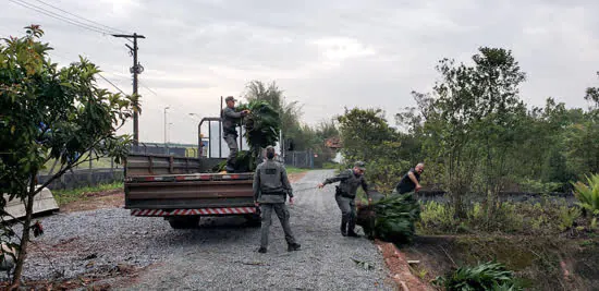 Guarda Ambiental de São Bernardo flagra extração proibida de folhas de Guaricana