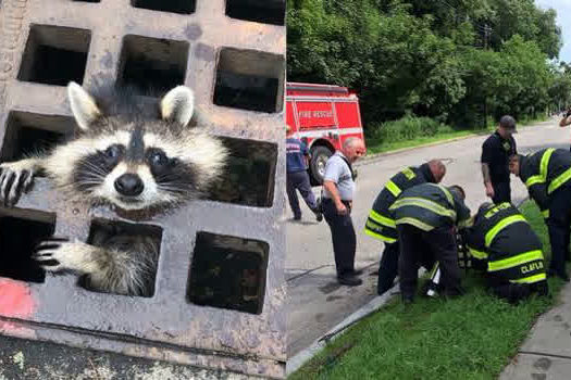 Guaxinim fica preso em grade de esgoto e precisa ser socorrido pelos bombeiros