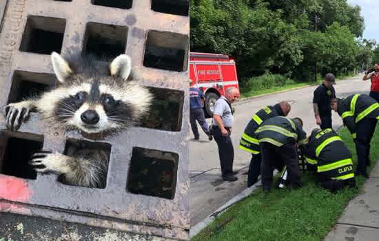 Guaxinim fica preso em grade de esgoto e precisa ser socorrido pelos bombeiros