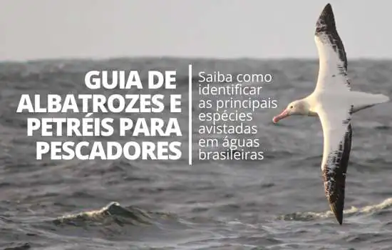 Projeto Albatroz lança guia de identificação de aves marinhas gratuito para pescadores