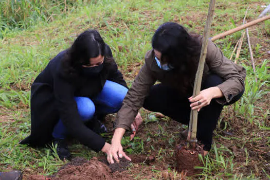 Ribeirão Pires planta mudas de ipê na Av. Prefeito Valdírio Prisco