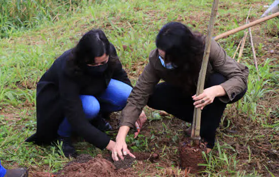 Ribeirão Pires planta mudas de ipê na Av. Prefeito Valdírio Prisco