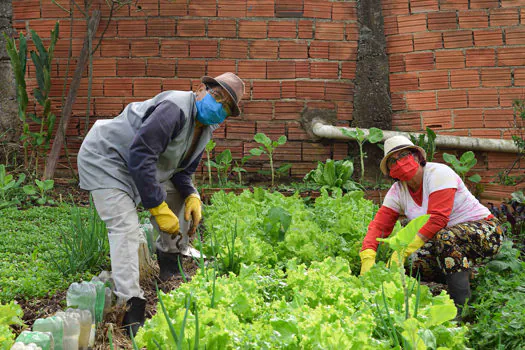 Hortas comunitárias em Diadema ajudam promover o consumo de orgânicos