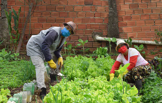 Hortas comunitárias em Diadema ajudam promover o consumo de orgânicos