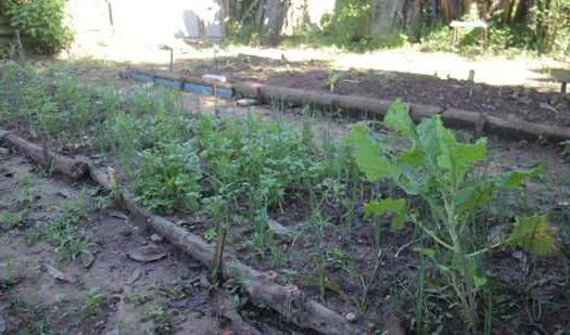 Projeto “Horta do Futuro” subsidia alimentos para Casa da Acolhida em Ribeirão Pires