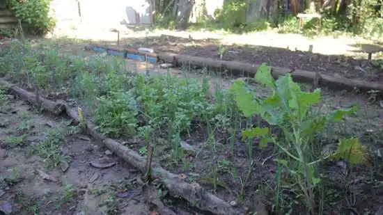 Projeto “Horta do Futuro” subsidia alimentos para Casa da Acolhida em Ribeirão Pires