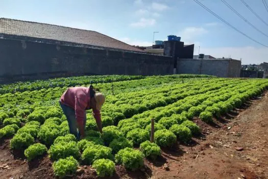 Hortas em Rede: Enel SP inaugura mais um espaço do projeto, em Itaquera