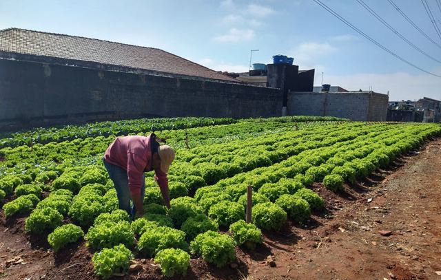 Hortas em Rede: Enel SP inaugura mais um espaço do projeto