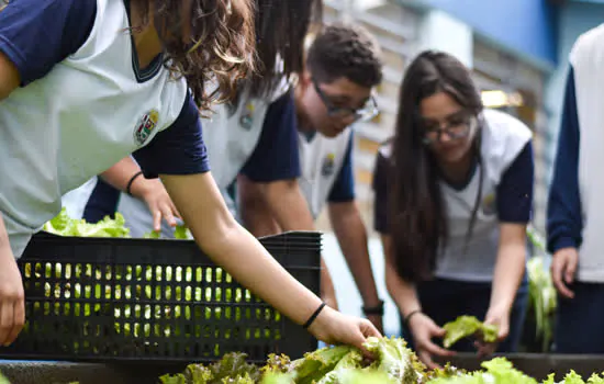 Alunos de Ribeirão Pires fazem colheita em horta escolar